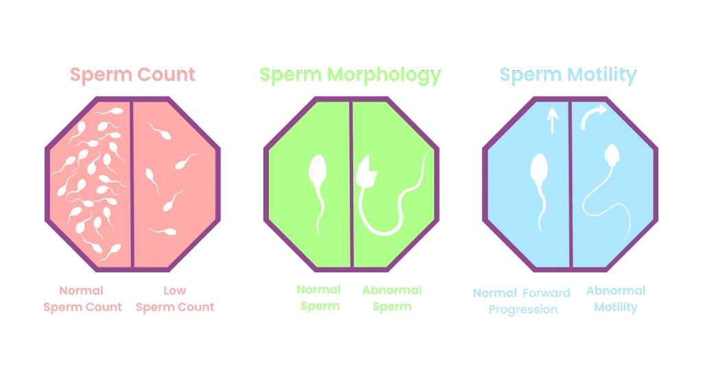 Importance of Semen Analysis in Male Infertility Treatment 2